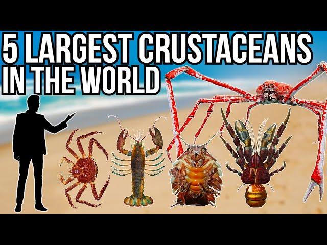 5 Largest Crustaceans In The World