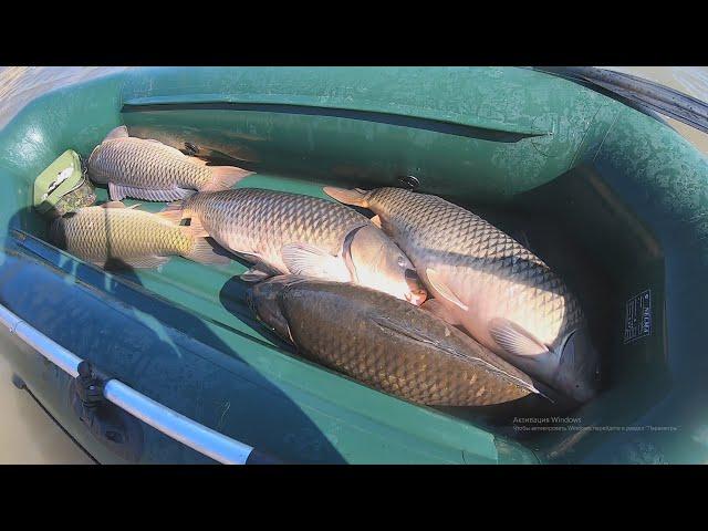 #Ritterfishing #Карпфишинг #Сазан ШОК!!! Огромные САЗАНЫ сошли с ума! Рыбалка с подписчиком.