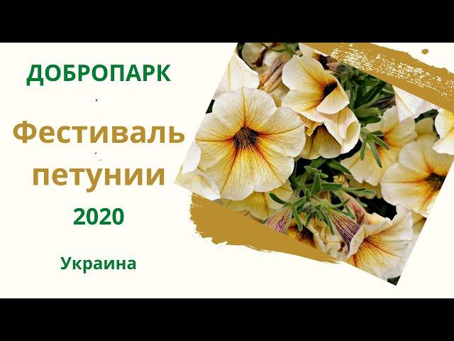 Добропарк. Фестиваль петунии / Dobropark. Petunia festival