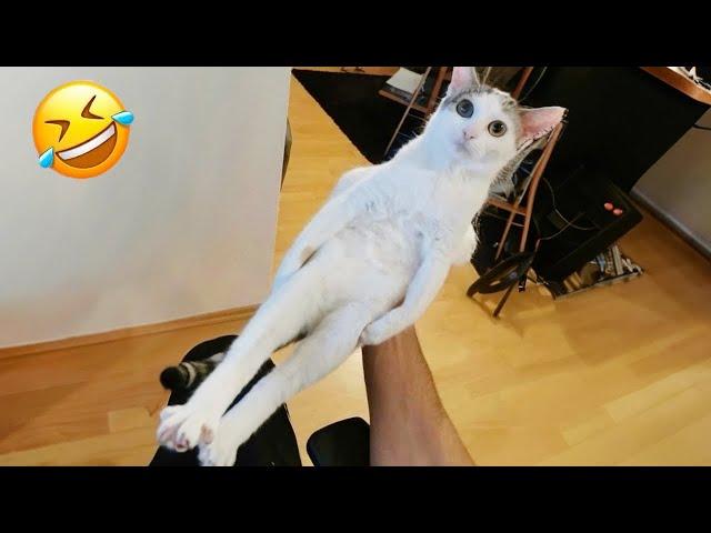 You can't stop laughing at Silly Cats! New Funny Cats 2024 