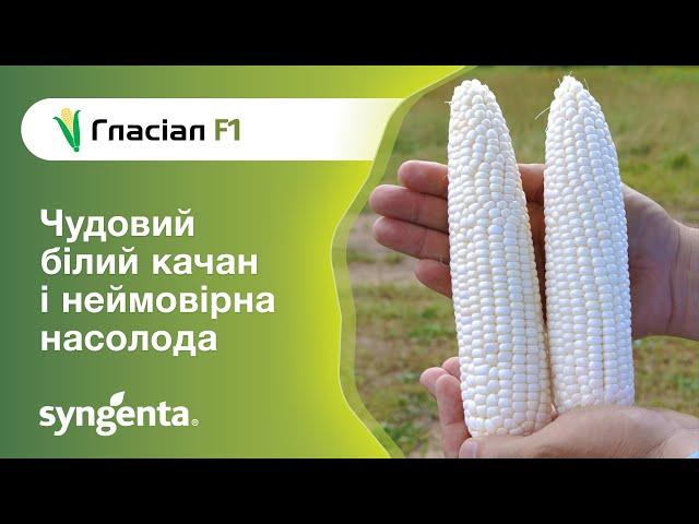 Кукурудза Гласіал F1. Білий качан і неймовірна насолода