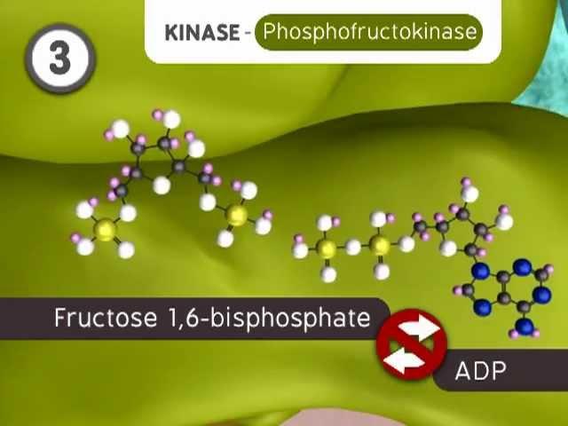 Glycolysis: The Reactions