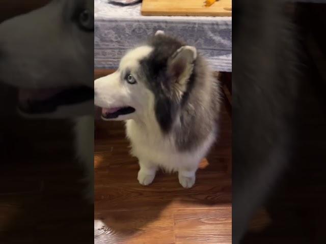 А что это вы там едите?  #собака #собакаизприюта #хаски #husky #adoptdontshop