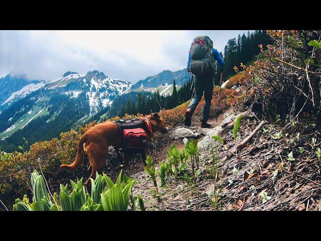 Dog and Human Wander the Wilderness