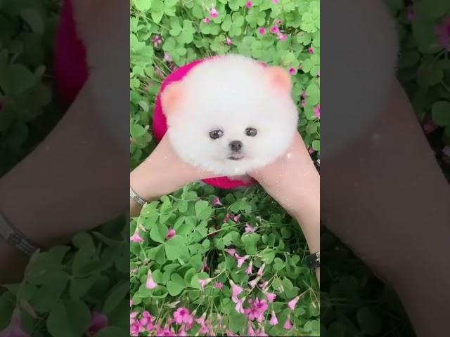 Pomeranian Dog | How to buy cute Pomeranian Dog | Pocket Dog | Teacup dog |  #puppies #shorts #viral