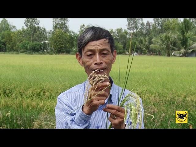KỸ THUẬT CANH TÁC LÚA THÔNG MINH: HƯỚNG DẪN PHÒNG TRỪ LEM LÉP HẠT