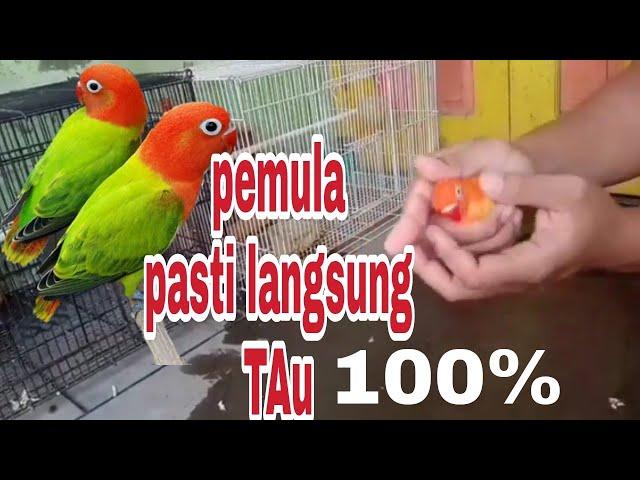 bedakan Lovebird jantan dan betina bagi pemula 100% berhasil