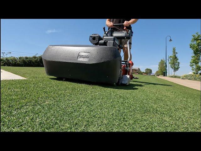 Tiftuf hybrid Bermuda Couch lawn renovation results,  Does it work?