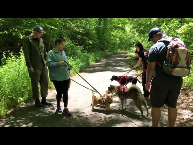 Bailey encountering dogs while hiking