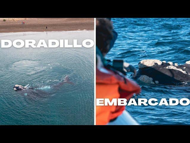 Ver Ballenas:  ¿desde Playa El Doradillo o ️ Embarcando en Puerto Pirámides? 