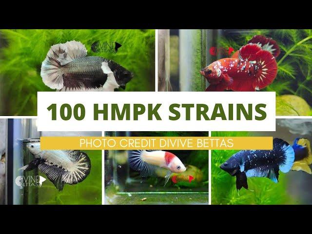 100 Different HMPK Strains | @bettacastle3662 | HMPK Betta Types | Types of Bettas