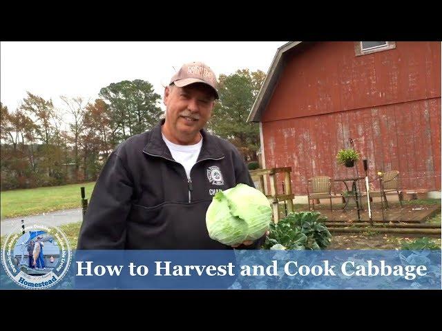 How to Harvest Cabbage and Cook Cabbage