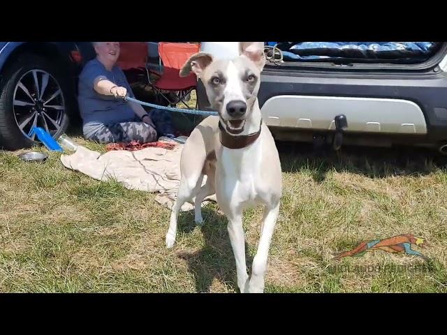 Midlands Whippet Racing Club | OPEN