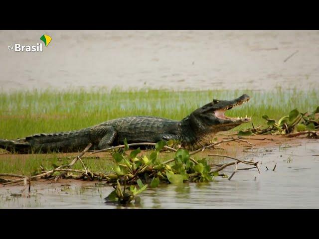 Parque Nacional do Pantanal Matogrossense | Parques do Brasil