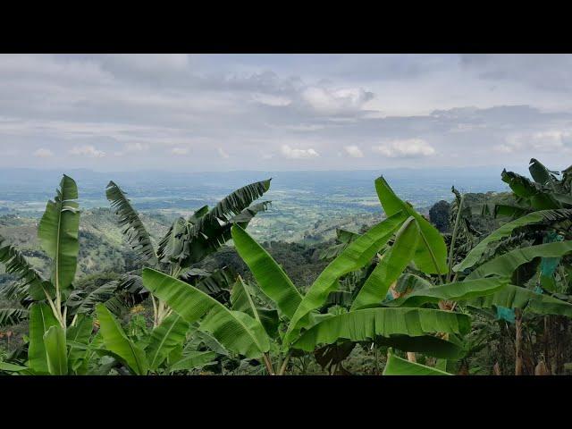 Catación de Paisaje - Finca Tradicional El Balcón -  Buenavista, Quindío