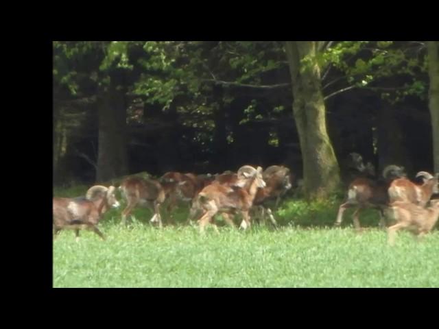 Wildzaun gegen Mufflon und Co