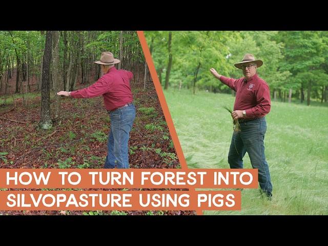 How to turn forest into silvopasture using pigs | Joel Salatin