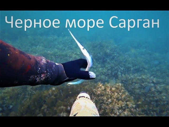 Подводная охота на Саргана.Черное море осень 2017. Видео 4k