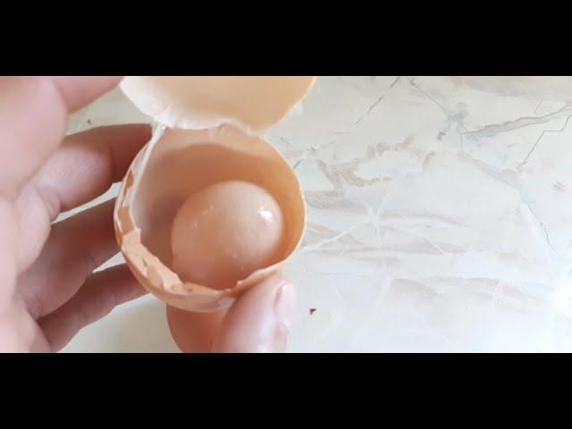 Яйцо в яйце l Как такое возможно l Хайсекс l Куриное яйцо l