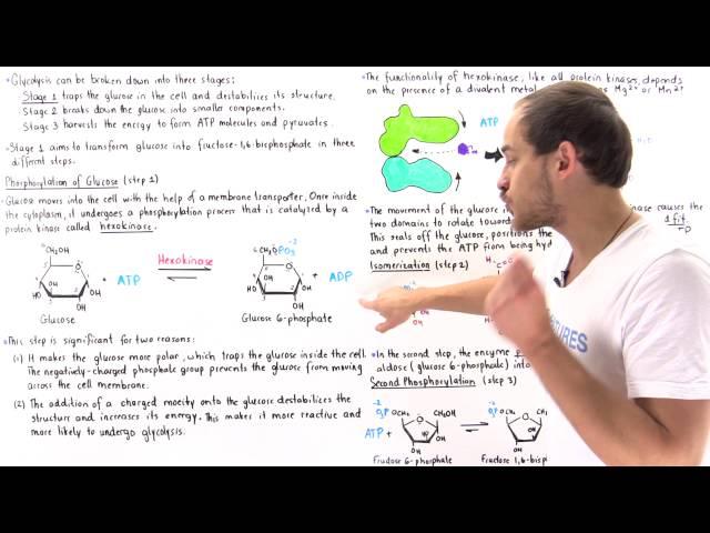 Stage 1 of Glycolysis (Steps 1,2,3)