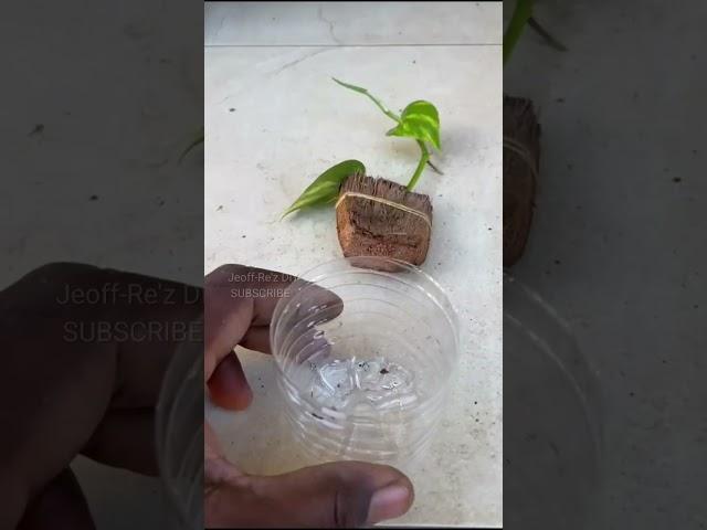Use This and Propagate Any Plant Cutting #shorts #coconuthusks #pothosplant #pothos