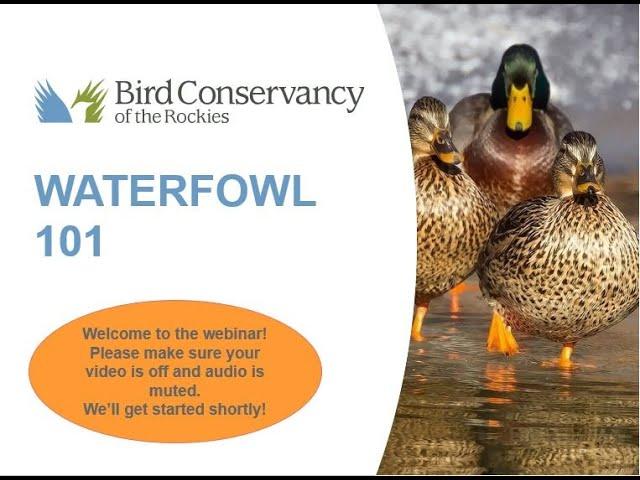 Waterfowl 101 Webinar