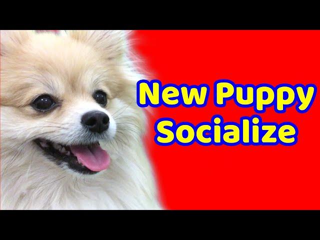 How to Socialize New Puppy/When Bringing Home a New Puppy/Easy Tips for Socializing/Dog Training 101