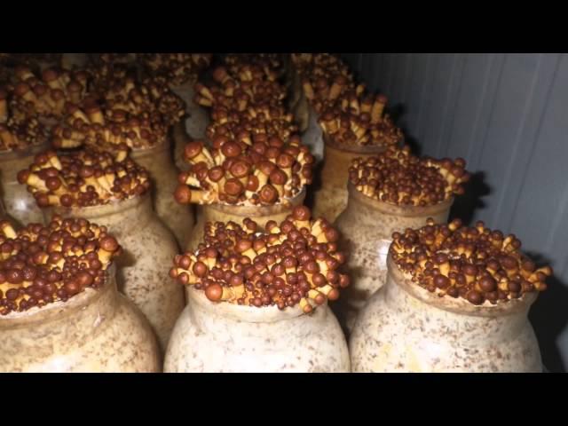 Mycopia - Forest Nameko time-lapse