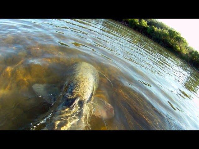 Impresionante Siluro al acecho y nadando (Silurus glanis)