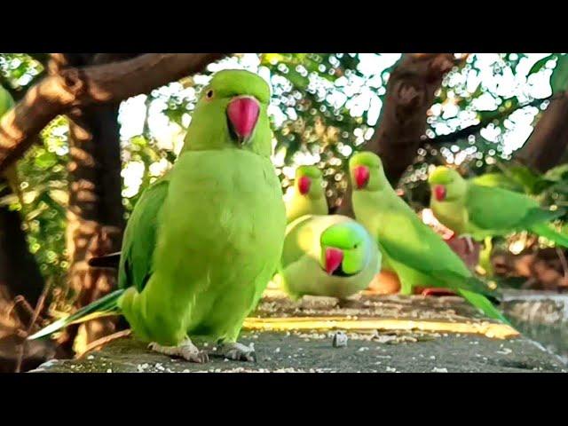 Funny Talking Ringneck Parrot Sound eating Bread Parrot Calling Sound, Pigeon & Squirrel compilation