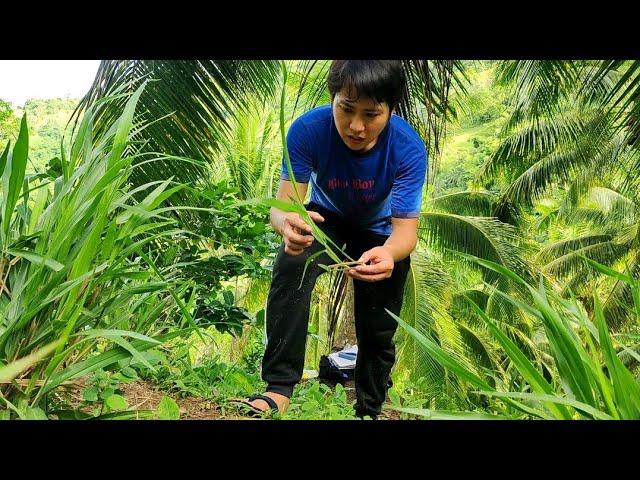 Paano paramihin ang Mulato Ⅱ Grass |  Paano magtanim ng Mulato Ⅱ Grass | Best Grass for grazing