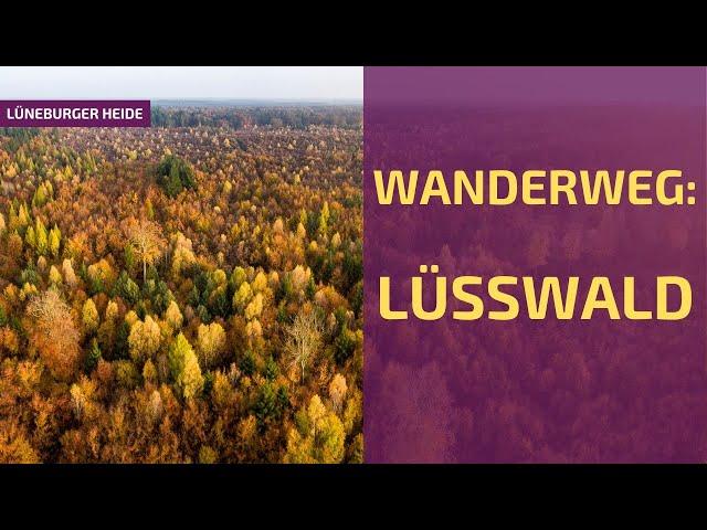 Wanderweg: Lüsswald, der Urwald | Lüneburger Heide