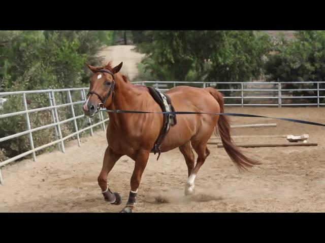 AJ's Story /// Horse Rescue /// Saving Horses, Inc.