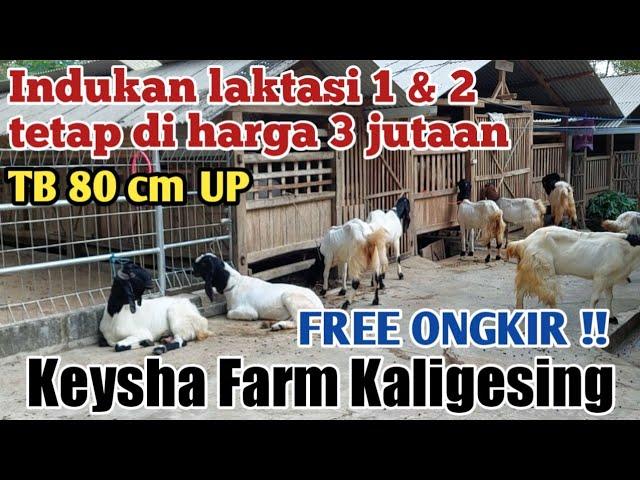 % CHEAPEST ️ YOUNG & JUMBO BREEDING PE GOATS READY TO BREED