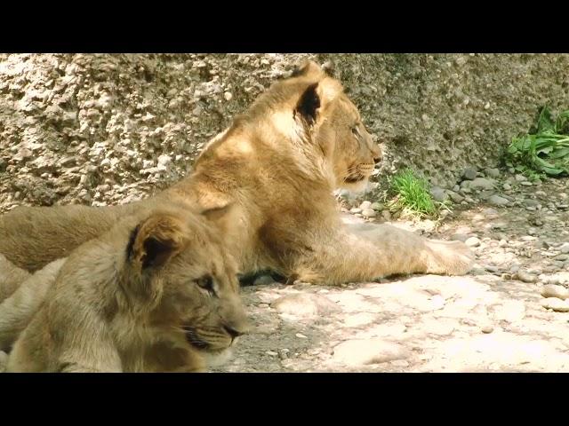 Zoo Basel