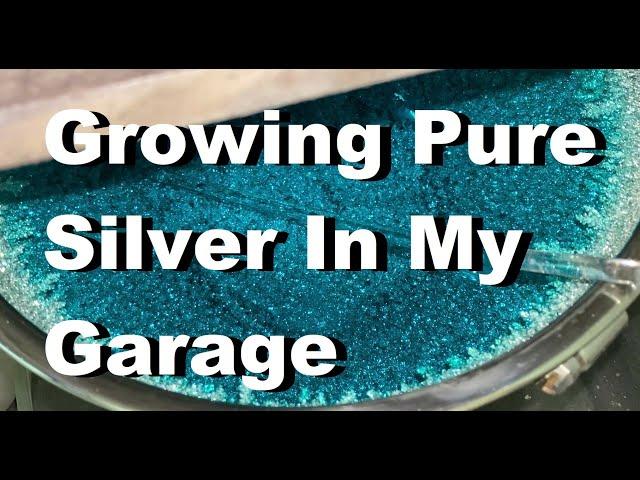 Growing Pure Silver In My Garage Day 6 Update