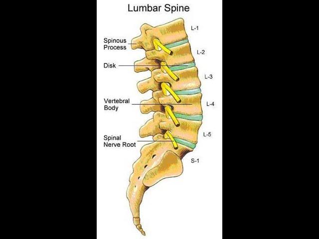 Two Minutes of Anatomy: Lumbar Spine