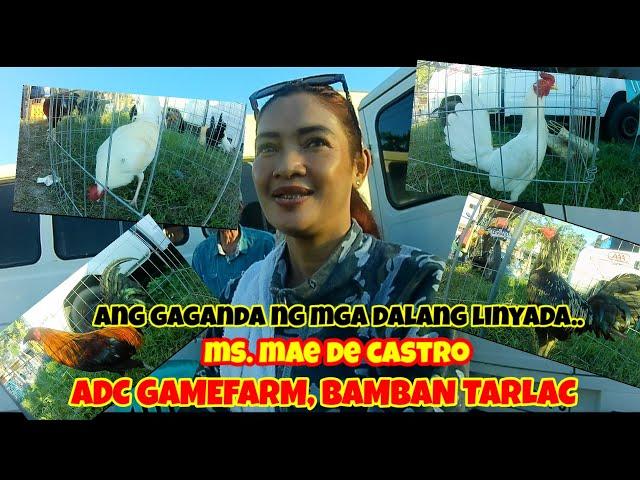 Nov 22,2024 ..ADC gamefarm seller SA bocaue.quality MGA linyadang dala..