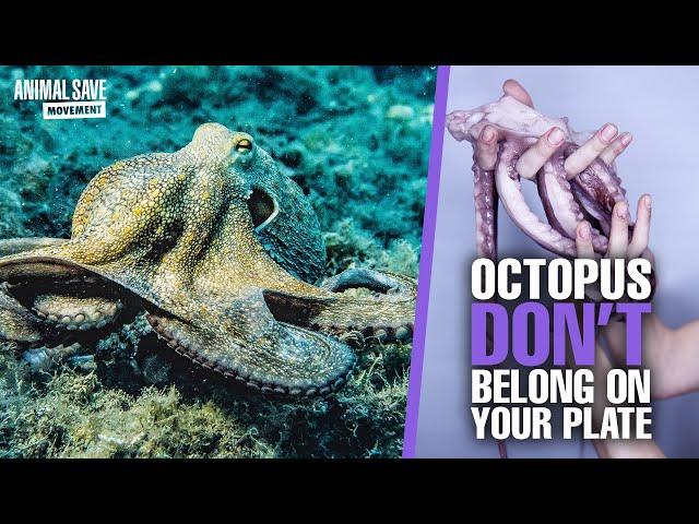 5 Interesting Facts about Octopus and Why We Shouldn’t Eat Them