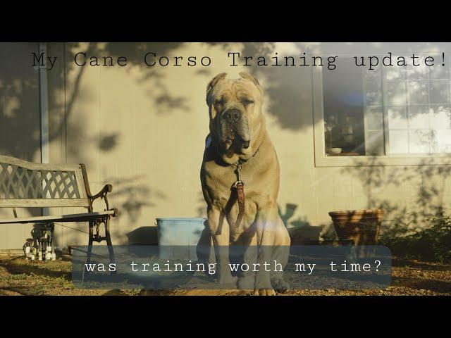 I Trained my Cane Corso Guard dog for 10mins a day everyday for 30 days. This is the Results.