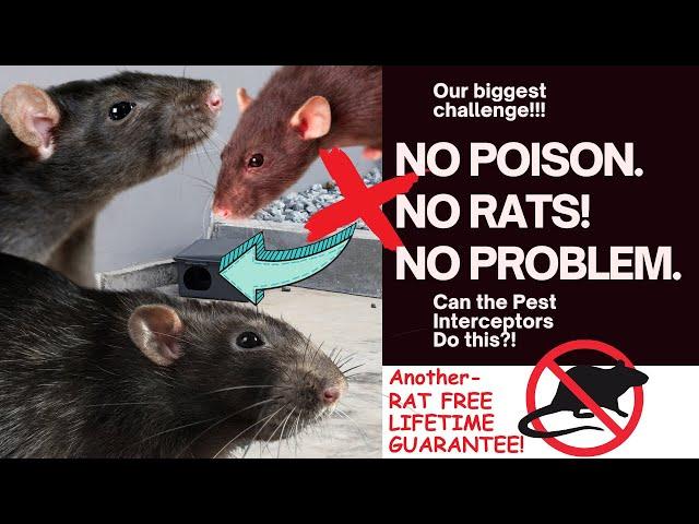 RAT FREE LIFETIME GUARANTEE - Our Largest RAT Challenge YET!