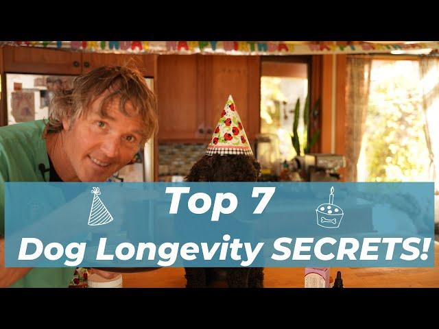 Dr Jones' 7 Secrets to Dog Longevity: Happy Birthday Tula!