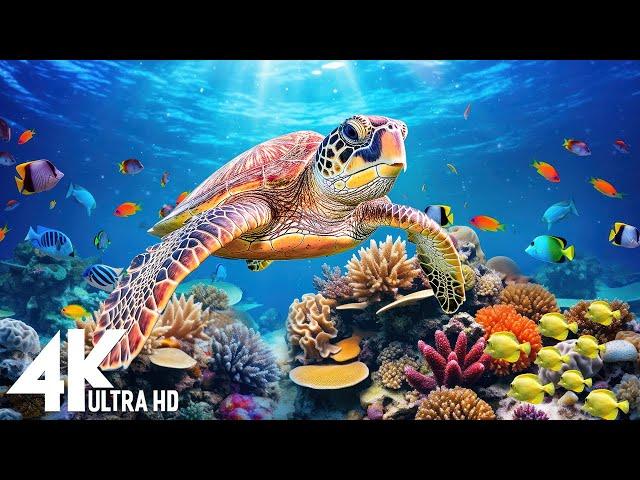 [NEW] 11HR Stunning 4K Underwater Footage, Beautiful Coral Reef Fish in Aquarium - 4K Video #3