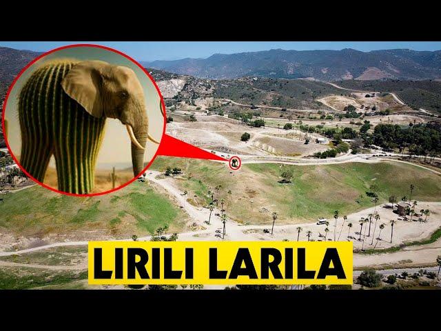 DRONE CATCHES LIRILI LARILA IN THE DESERT IN REAL LIFE! *HE ATTACKED MY DRONE* | ITALIAN BRAIN ROT