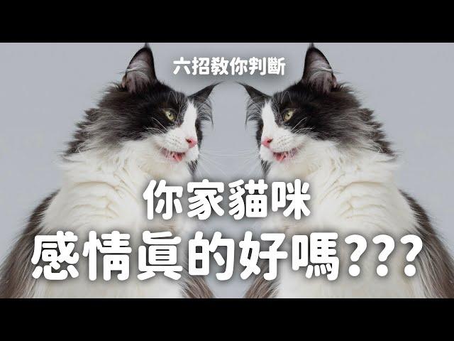 你家貓咪感情真的好嗎？六招教你分辨！Ft. KATRIS 貓好居 EP128