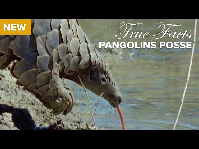 True Facts : Pangolins Posse