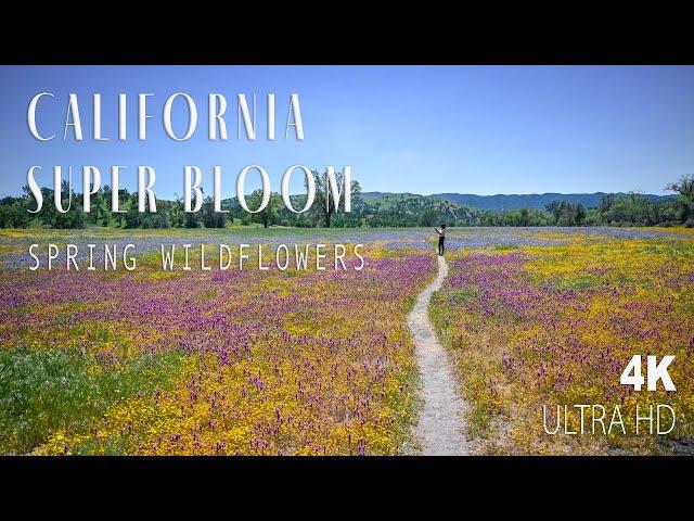 California Super Bloom | Best Places to See Spring Wildflowers