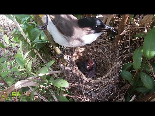 The cuckoo was pushing the bird in its nest and was thrown out by its mother杜鹃鸟的报应来了，在窝里推小鸟，被鸟妈妈扔了出去