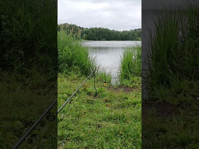 Отдых на рыбалке #shorts #nature #fishing #fish #рыбалка #travel