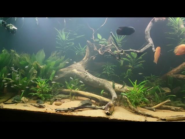 Redeye Tetras in a big community tank